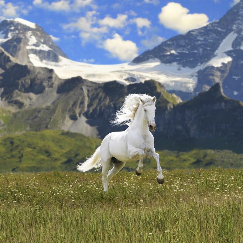 Equine Veterinarians in the Greater Los Angeles area